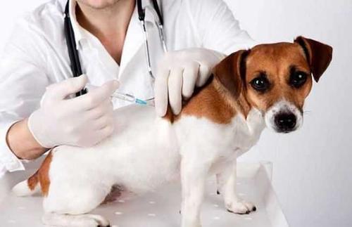 狗狗不打疫苗可以吗