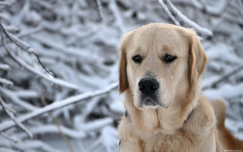 冬天养狗狗有哪些我们要注意的呢？